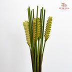 Rattlesnake Ginger 响尾蛇肖竹芋 - (5 Stems)