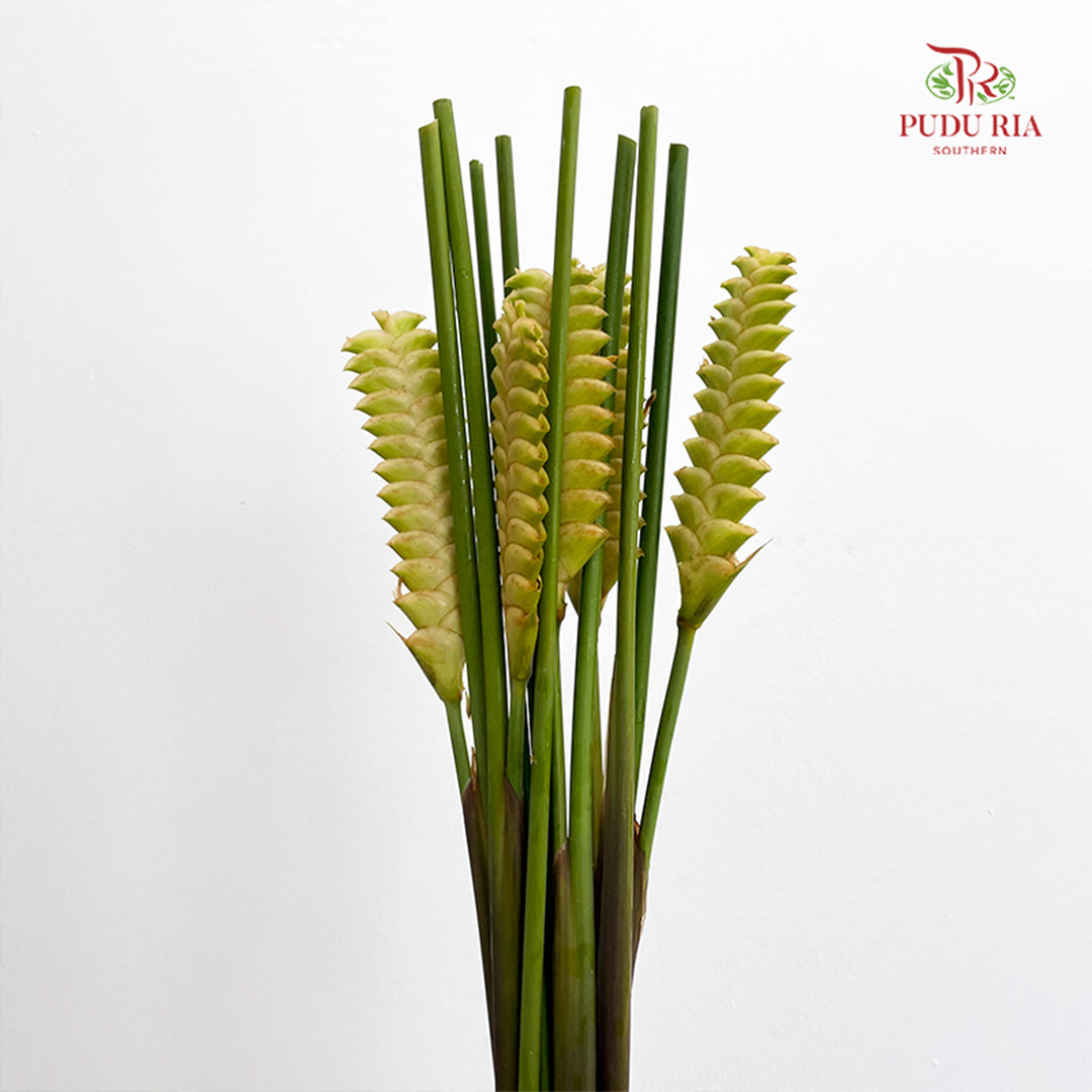 Rattlesnake Ginger 响尾蛇肖竹芋 - (5 Stems)