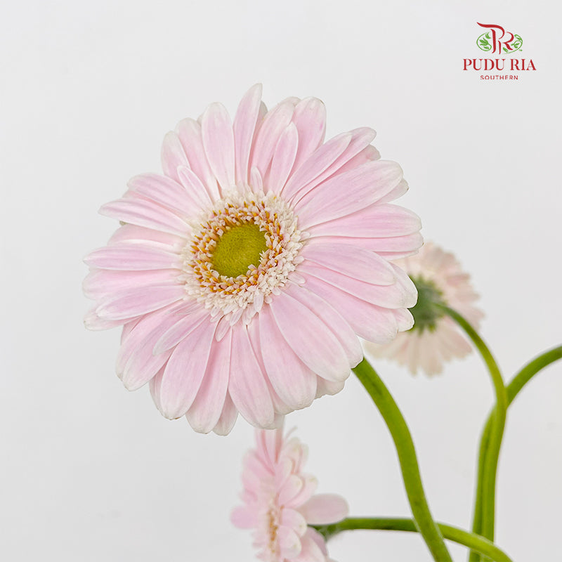 Gerbera Mini Crespo - (5 Stems)