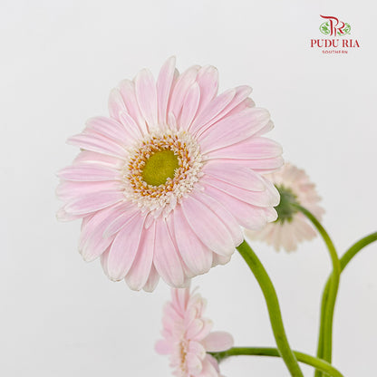 Gerbera Mini Crespo - (5 Stems)