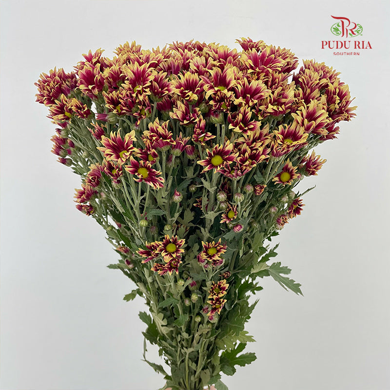 Chrysanthemum Pompom Daisy Purple/Yellow 1 - (10-12 Stems)