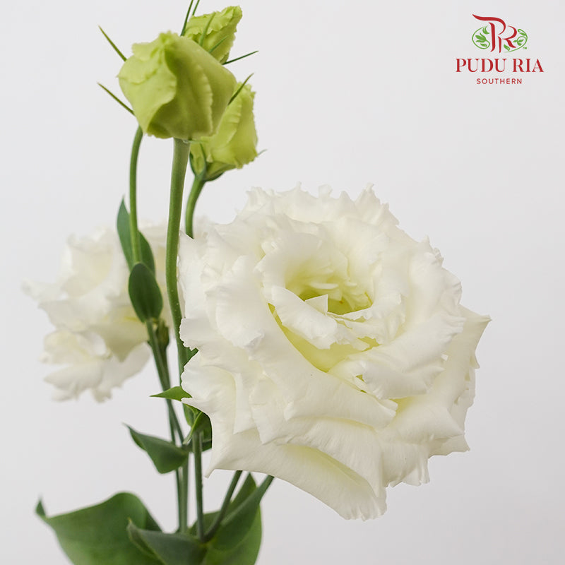 Eustoma Wave White - (12-15 Stems)