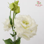 Eustoma Wave White - (12-15 Stems)