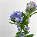 Gentiana Blue - (5 Stems)