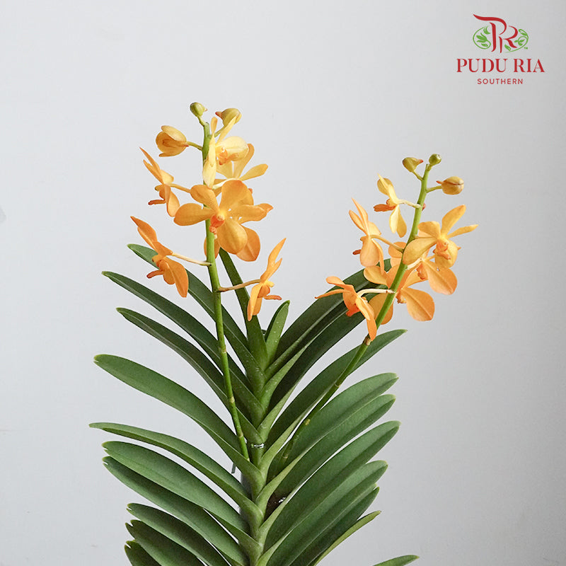 Mokara Orchid Pot - Orange - Pudu Ria Florist Southern