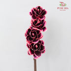 Dry Asia Peony Black/Pink - 4 Stems