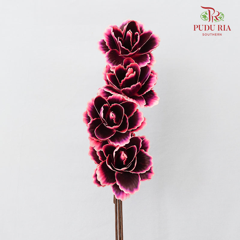 Dry Asia Peony Black/Pink - 4 Stems