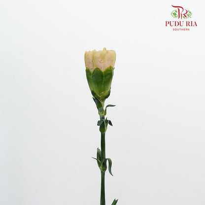 Carnation St Reg Malone (18-20 Stems) - Pudu Ria Florist Southern