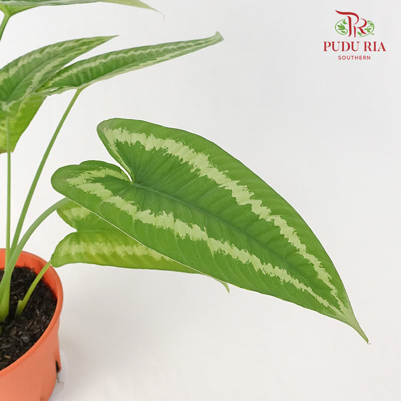 Schismatoglottis Wallichii - Pudu Ria Florist Southern