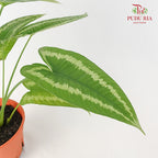 Schismatoglottis Wallichii - Pudu Ria Florist Southern