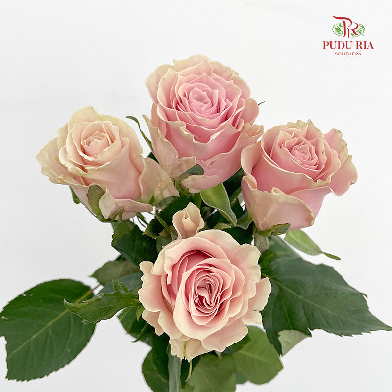 Rose Pink Athena - (8-10 Stems)