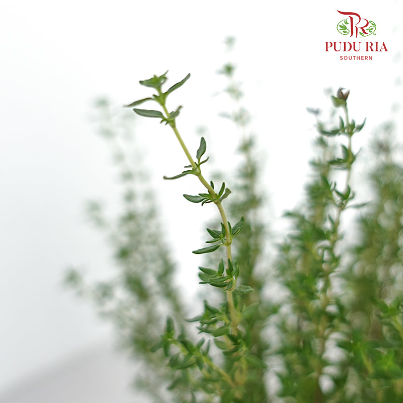Thyme - Pudu Ria Florist Southern