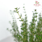 Thyme - Pudu Ria Florist Southern