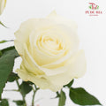 Rose Proud - (8-10 Stems)