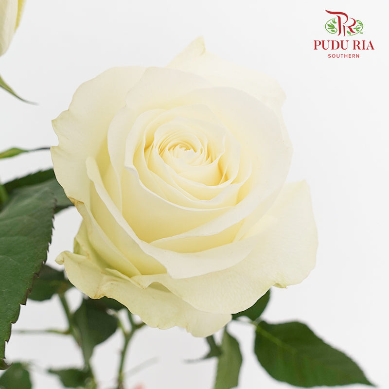 Rose Proud - (8-10 Stems)