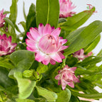 Bracteantha