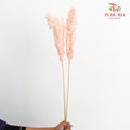 Dry Sorghum - Pink