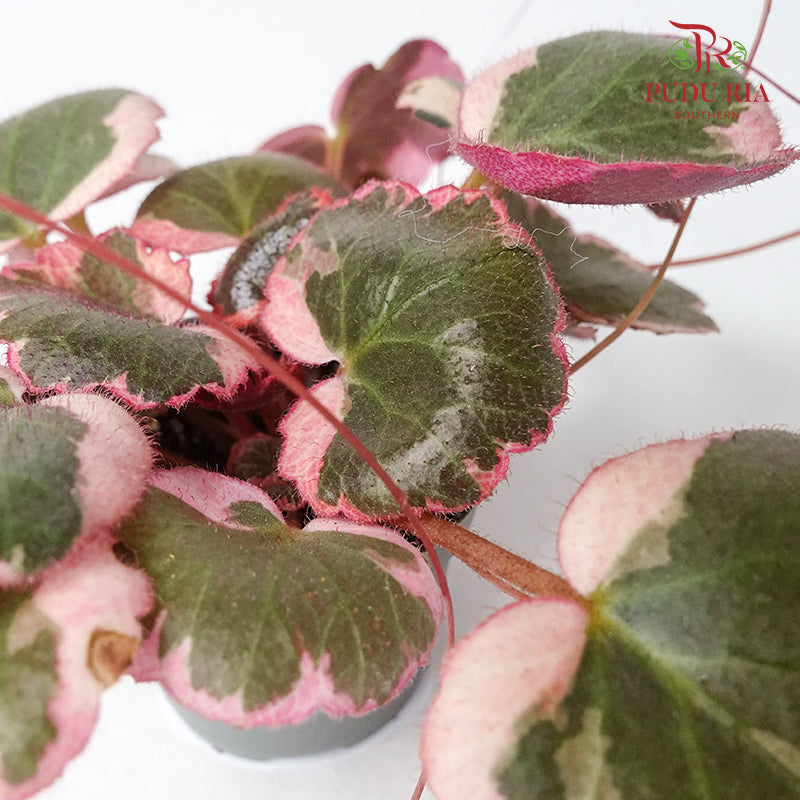 Saxifraga Stolon Tricolour - Pudu Ria Florist Southern