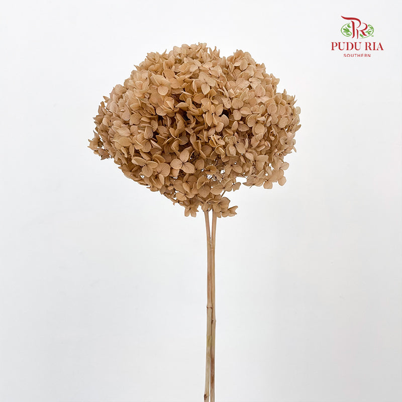 Preservative Hydrangea - Light Brown / Per Stem