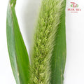 Setaria - Pudu Ria Florist Southern