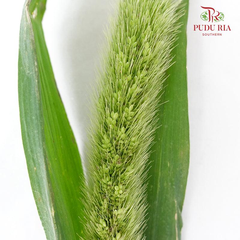 Setaria - Pudu Ria Florist Southern