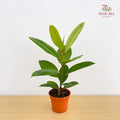 Ficus Elastica Shiverana