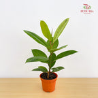 Ficus Elastica Shiverana