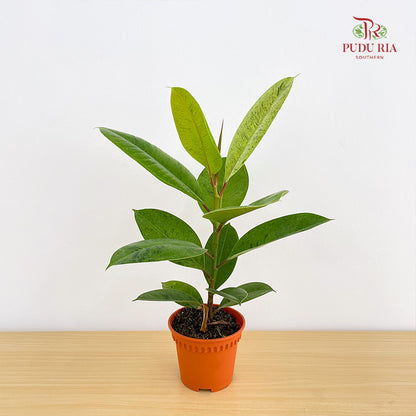 Ficus Elastica Shiverana