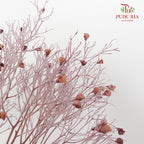 Dry Dream Grass Purple - Pudu Ria Florist Southern