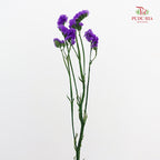 Dry Statice - Purple