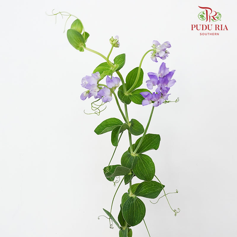 Lathyrus Latifolius 宽叶山黧豆 - (4 Stems)