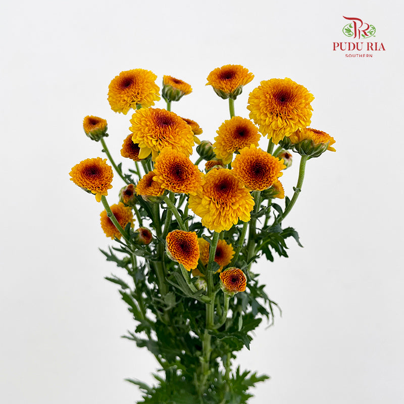 Chrysanthemum Santini / Calimero Mini Button Orange