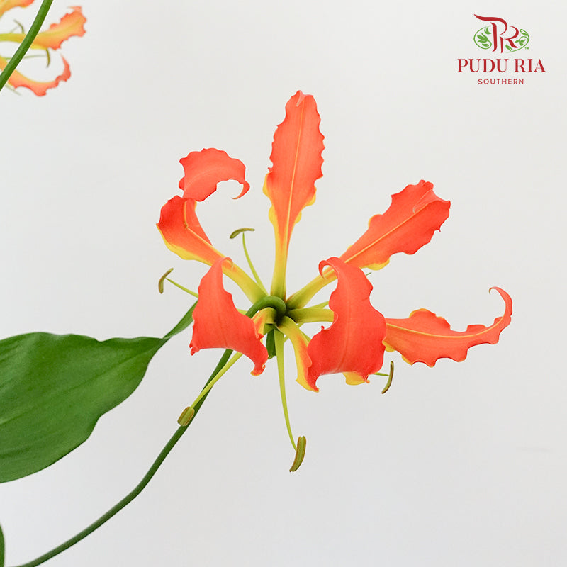 Gloriosa Orange - Pudu Ria Florist Southern