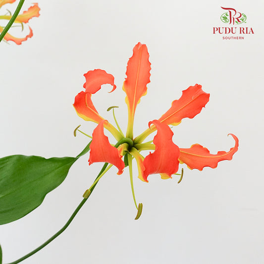 Gloriosa Orange - Pudu Ria Florist Southern