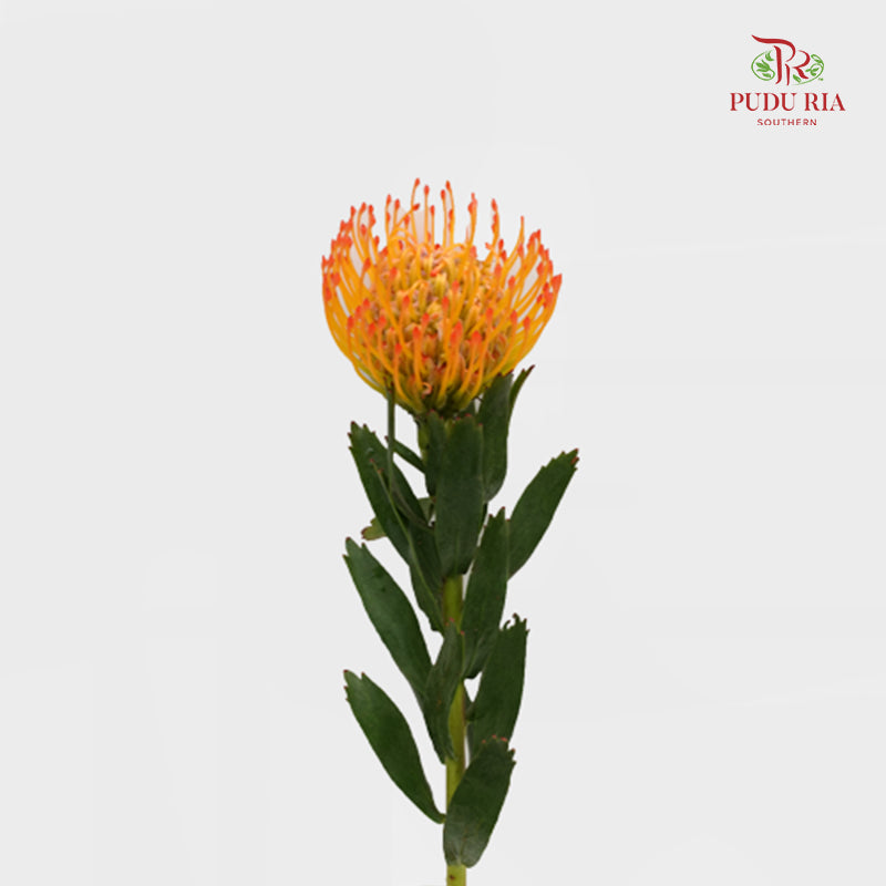 Leucospermum - Orange - (5 Stems)