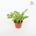 Money Plant Njoy