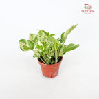 Money Plant Njoy