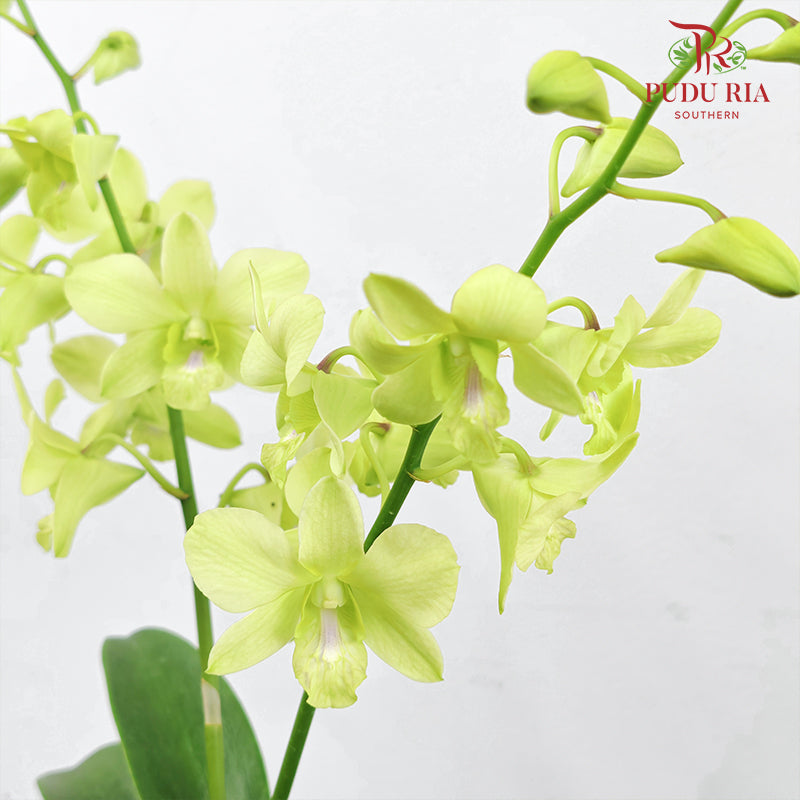 Dendrobium Orchid Pot - Green