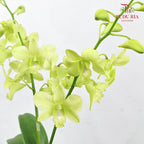 Dendrobium Orchid Pot - Green