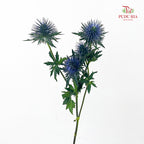 Eryngium Blue 刺芹 - (5 Stems)