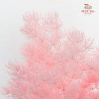 Preservative Asparagus Fern Pink