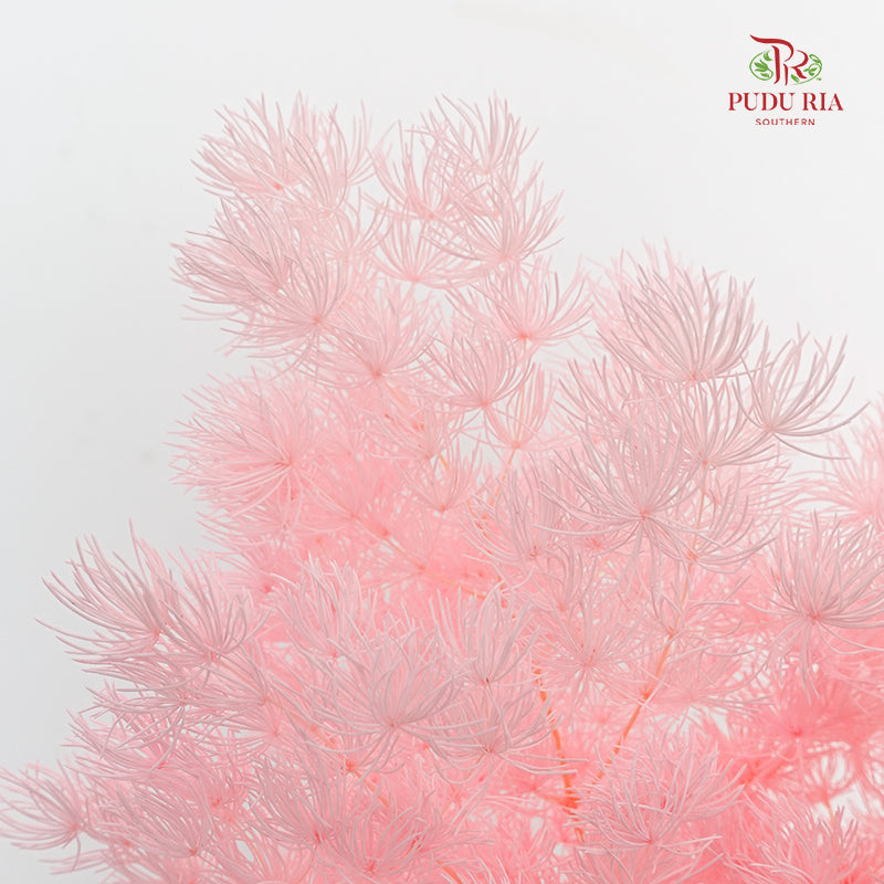 Preservative Asparagus Fern Pink