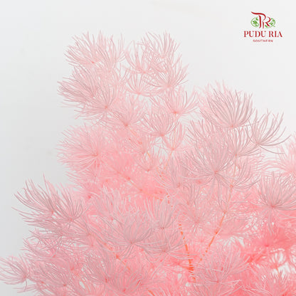 Preservative Asparagus Fern Pink