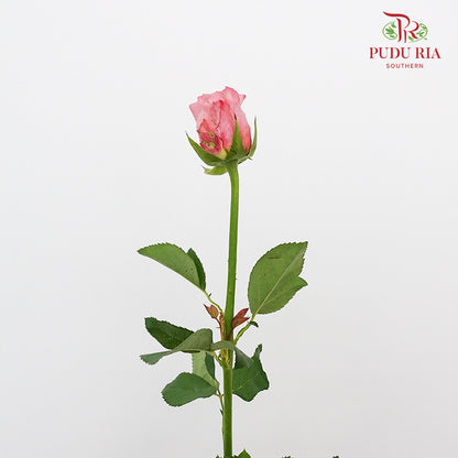 Rose Victoria (8-10 Stems) - Pudu Ria Florist Southern