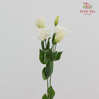 Eustoma White - (12-15 Stems)
