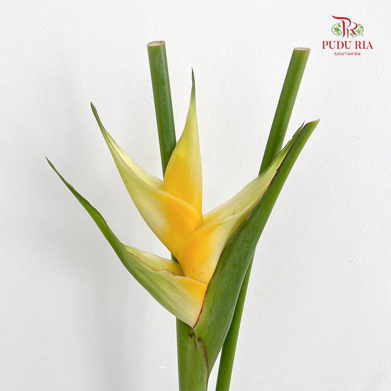 Heliconia / Crab Claw Yellow - (Per Stem)