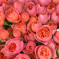 Rose Spray Apricot Juice Terrace - (8-10 Stems)