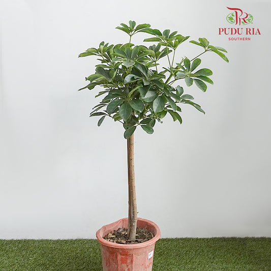 Schefflera Lolipop - Pudu Ria Florist Southern