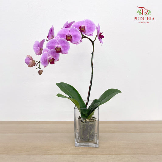 Phalaenopsis Orchid Light Purple Big Single Stem #3