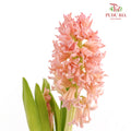 Hyacinthus Champagne - (5 Stems)